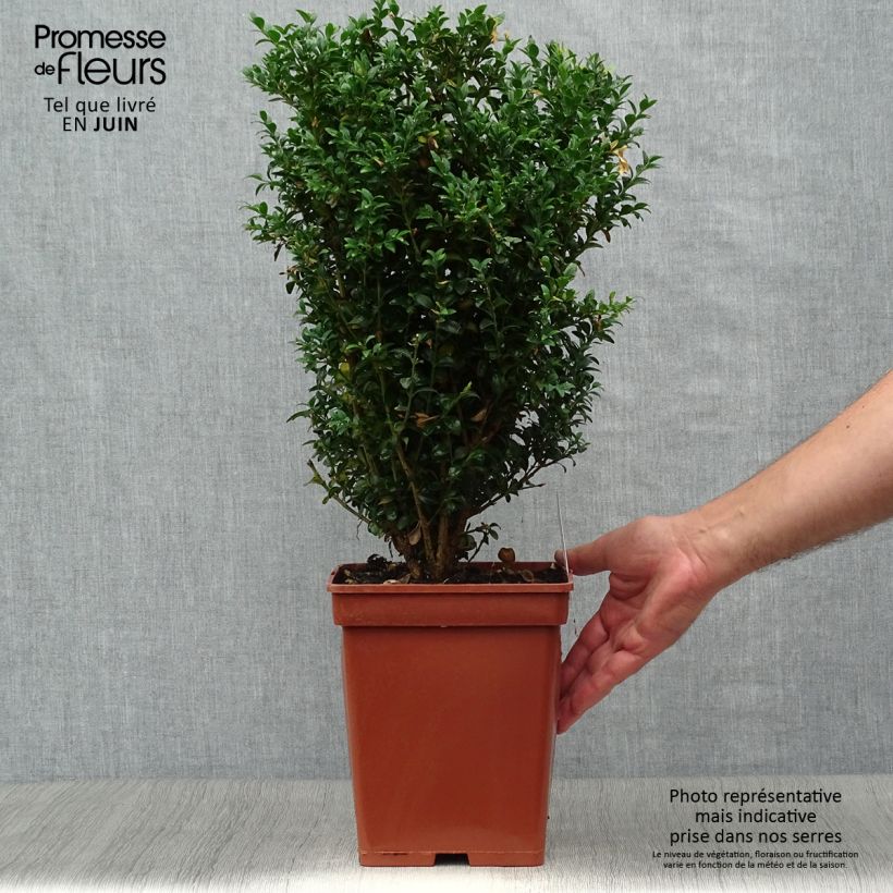 Ejemplar de Boj enano - Buxus sempervirens Cepellón entregado en verano
