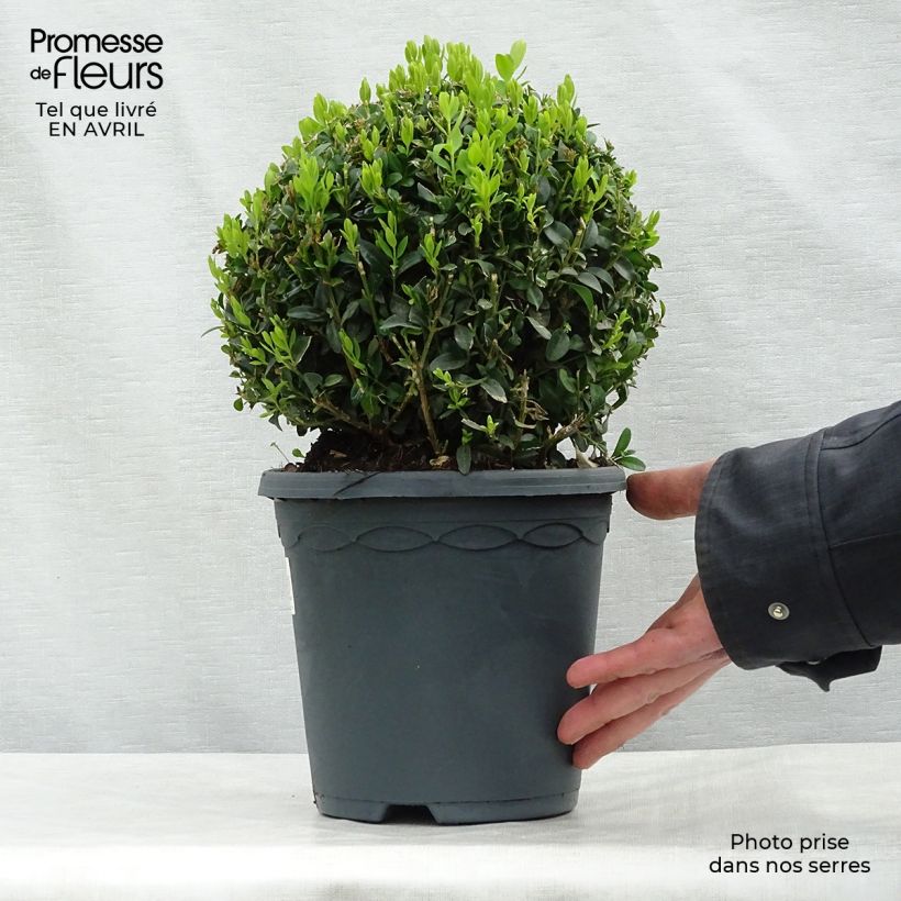 Buxus sempervirens - Boj bola enano Maceta 2L/3L, Bola Ejemplar entregado en la primavera