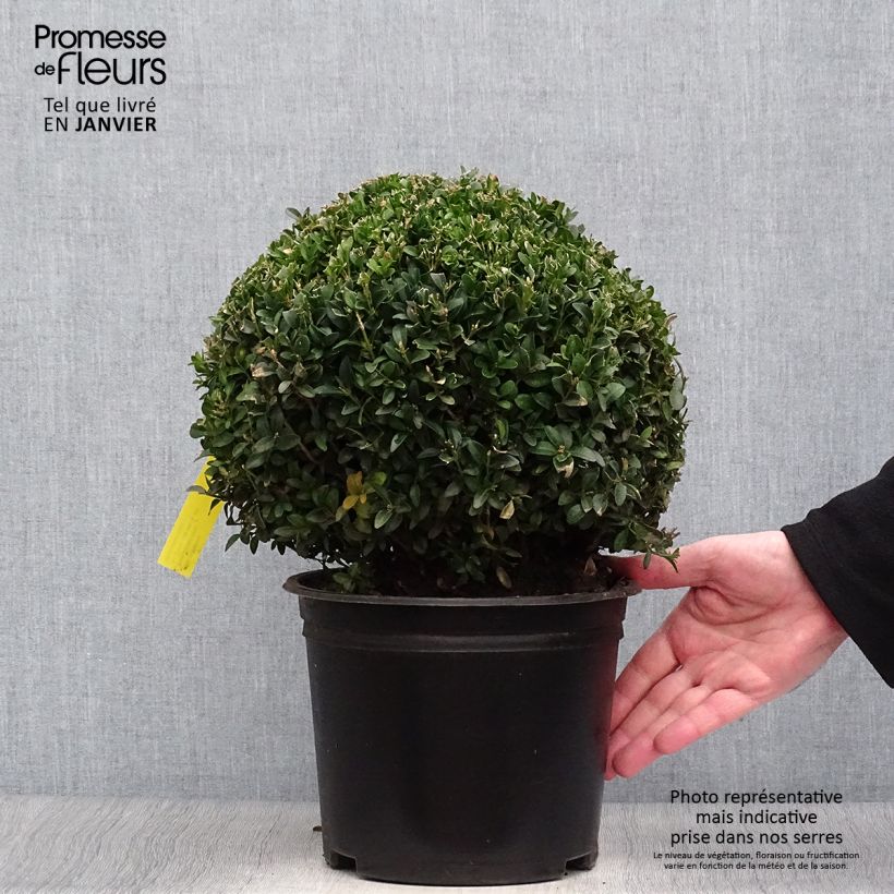 Buxus sempervirens - Boj bola enano Maceta 4L/5L Ejemplar entregado en invierno