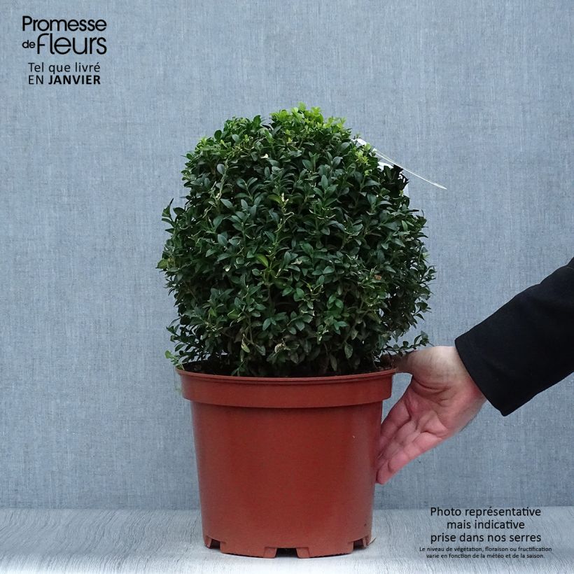 Buxus sempervirens - Boj bola enano Maceta 7,5L/10L Ejemplar entregado en invierno