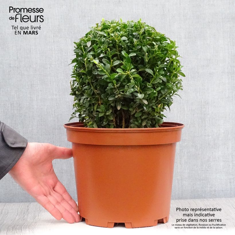 Buxus sempervirens - Boj bola enano Maceta 7,5L/10L, Bola Ejemplar entregado en la primavera