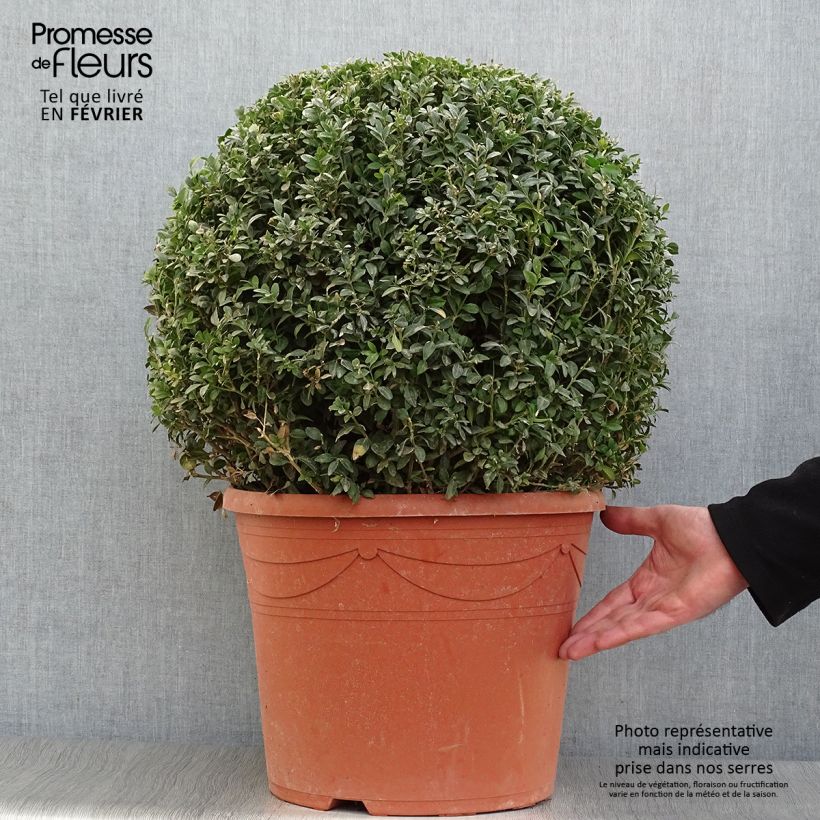 Buxus sempervirens - Boj bola enano Maceta 20L/25L Ejemplar entregado en invierno