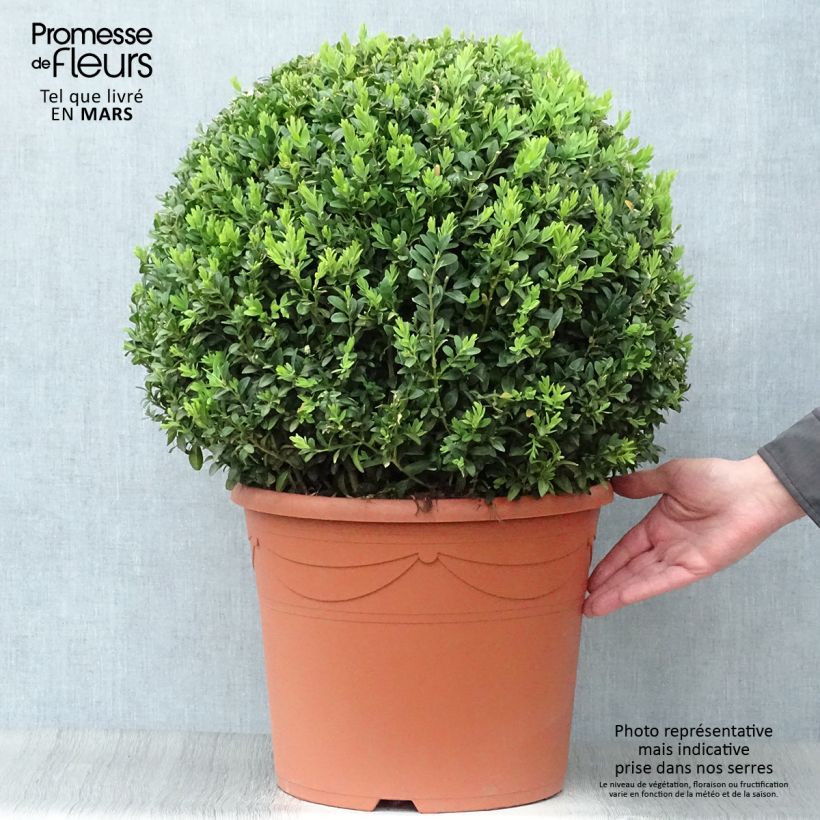 Buxus sempervirens - Boj bola enano Maceta 20L/25L, Bola Ejemplar entregado en la primavera