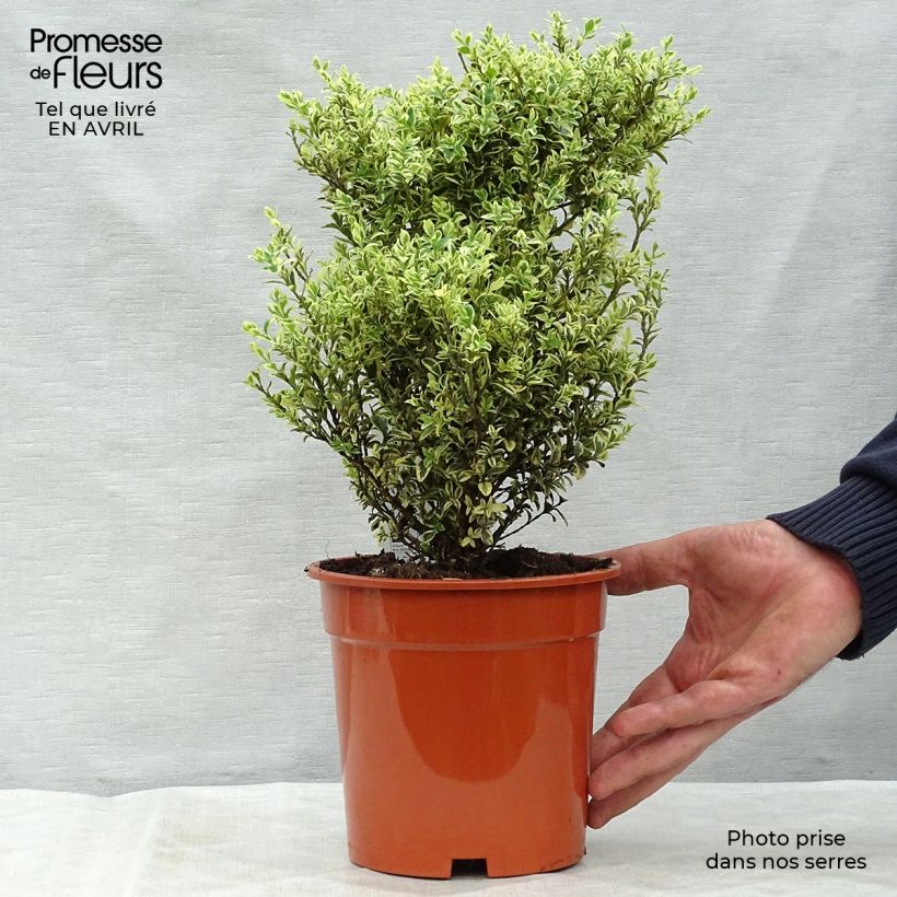 Boj enano - Buxus sempervirens Elegans Maceta 2L/3L Ejemplar entregado en la primavera