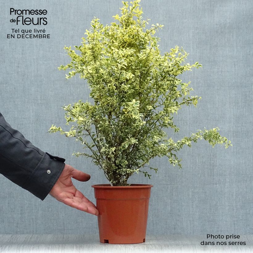 Boj enano - Buxus sempervirens Elegans Maceta 2L/3L Ejemplar entregado en invierno