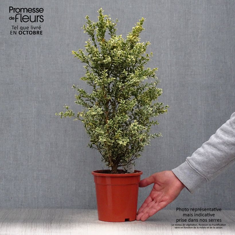 Ejemplar de Boj enano - Buxus sempervirens Elegans Maceta 2L/3L entregado en otoño