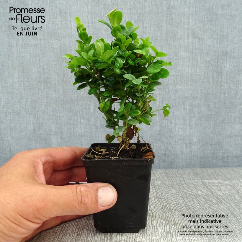 Ejemplar de Boj enano - Buxus sempervirens Suffruticosa Maceta de 8/9 cm entregado en verano