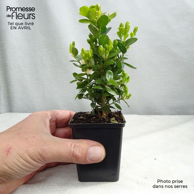 Boj enano - Buxus sempervirens Suffruticosa Maceta de 8/9 cm Ejemplar entregado en la primavera