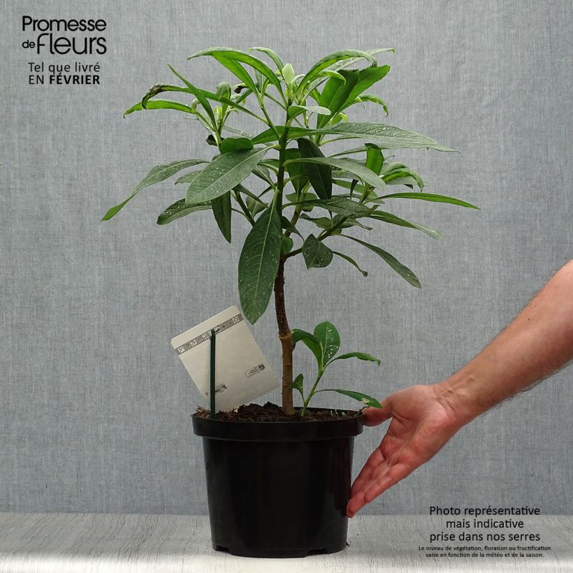 Ejemplar de Edgeworthia chrysantha Winter Liebe - Arbusto del papel Maceta 4L/5L entregado en otoño