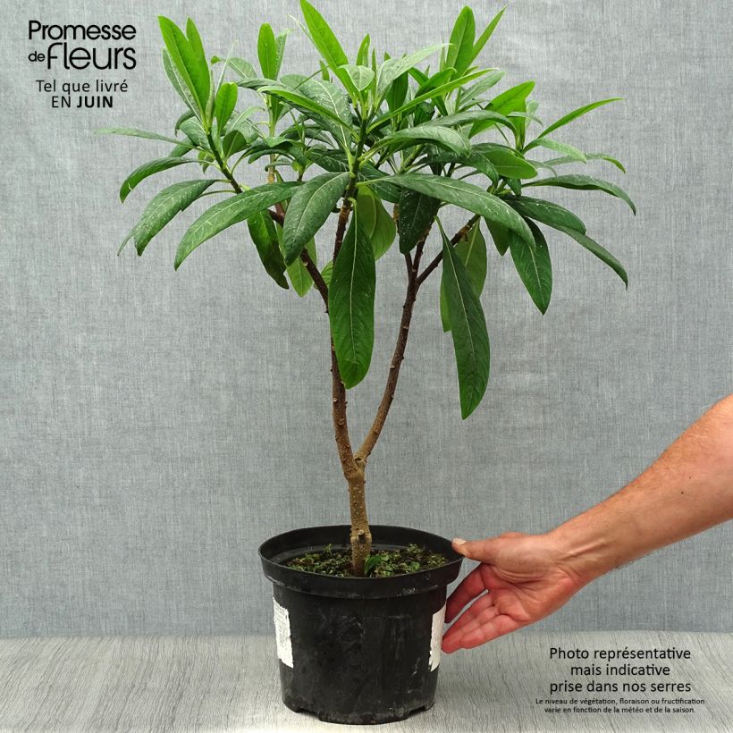 Ejemplar de Edgeworthia chrysantha Winter Liebe - Arbusto del papel Maceta 4L/5L entregado en verano