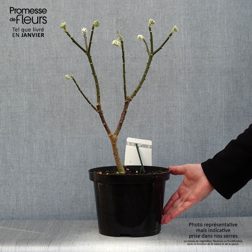 Edgeworthia chrysantha Winter Liebe - Arbusto del papel Maceta 4L/5L Ejemplar entregado en invierno