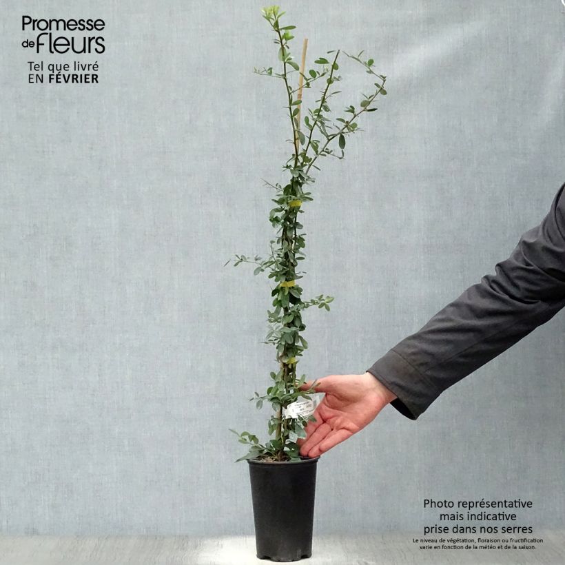 Piracanta SAPHYR Jaune - Espino de fuego Maceta 2L/3L Ejemplar entregado en invierno