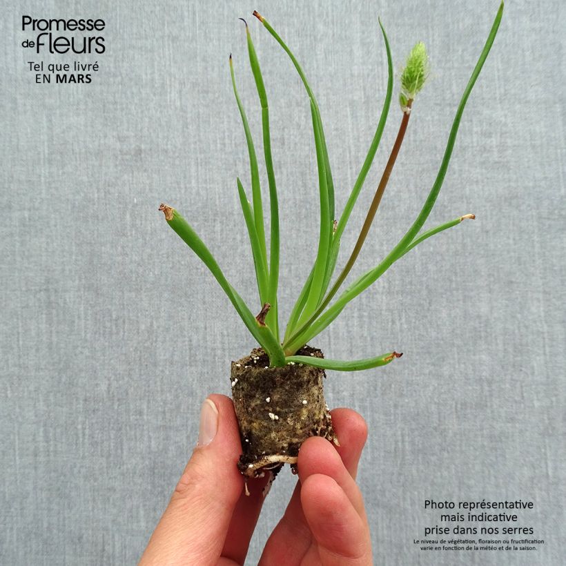 Bulbine frutescens minicepellón: Ø 1,5/2,5 cm Ejemplar entregado en la primavera