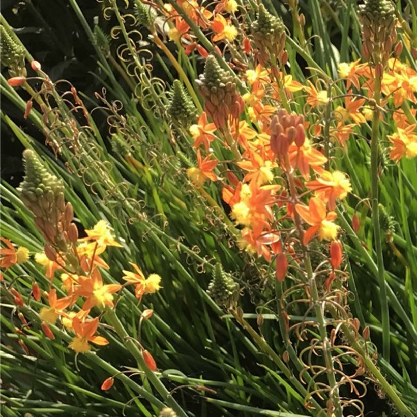 Bulbine frutescens Hallmarck (Floración)