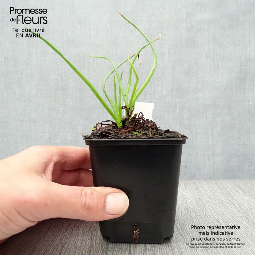 Bulbine frutescens Maceta de 8/9 cm Ejemplar entregado en la primavera