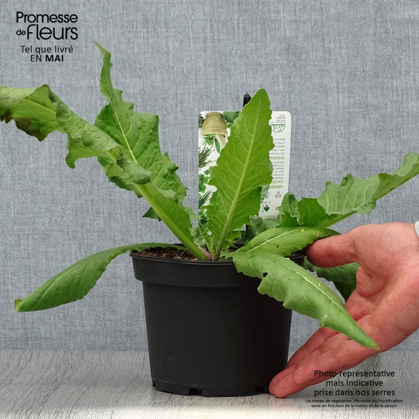 Bunias - Bunias orientalis Maceta 1,5L/2L Ejemplar entregado en la primavera