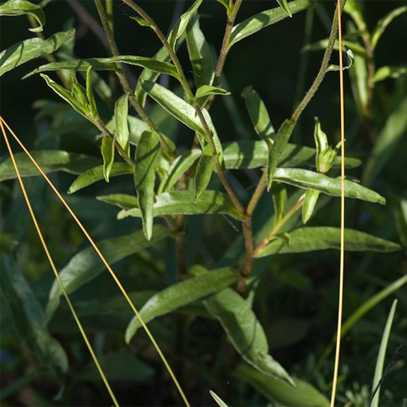 Buphthalmum salicifolium Dora (Follaje)