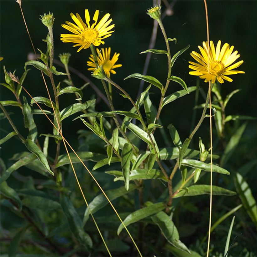 Buphthalmum salicifolium Dora (Porte)