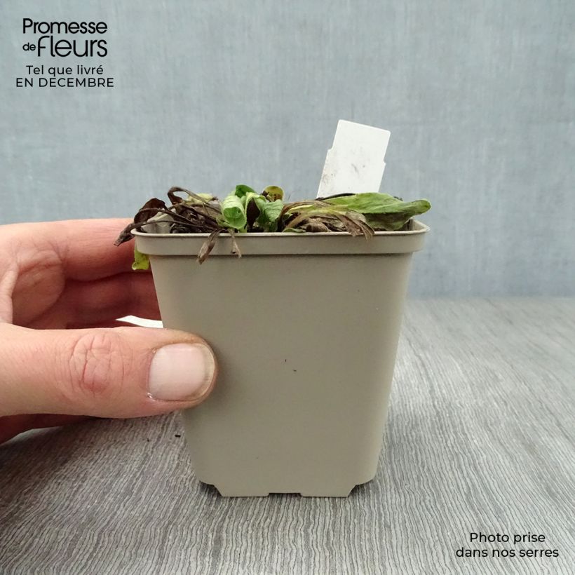 Buphthalmum salicifolium Dora Maceta de 8/9 cm Ejemplar entregado en invierno