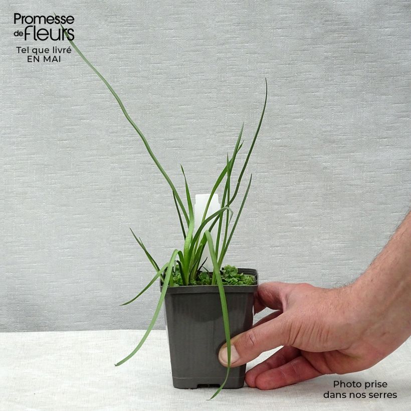 Butomus umbellatus - Junco florido Maceta de 8/9 cm Ejemplar entregado en la primavera