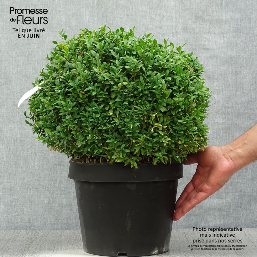 Ejemplar de Boj enano - Buxus sempervirens Arborescent Maceta 7,5L/10L entregado en verano