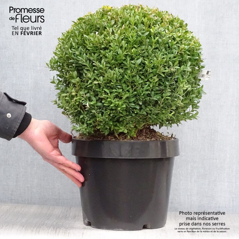 Boj enano - Buxus sempervirens Arborescent Maceta 7,5L/10L Ejemplar entregado en invierno