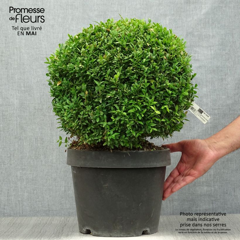 Boj enano - Buxus sempervirens Arborescent Maceta 7,5L/10L Ejemplar entregado en la primavera