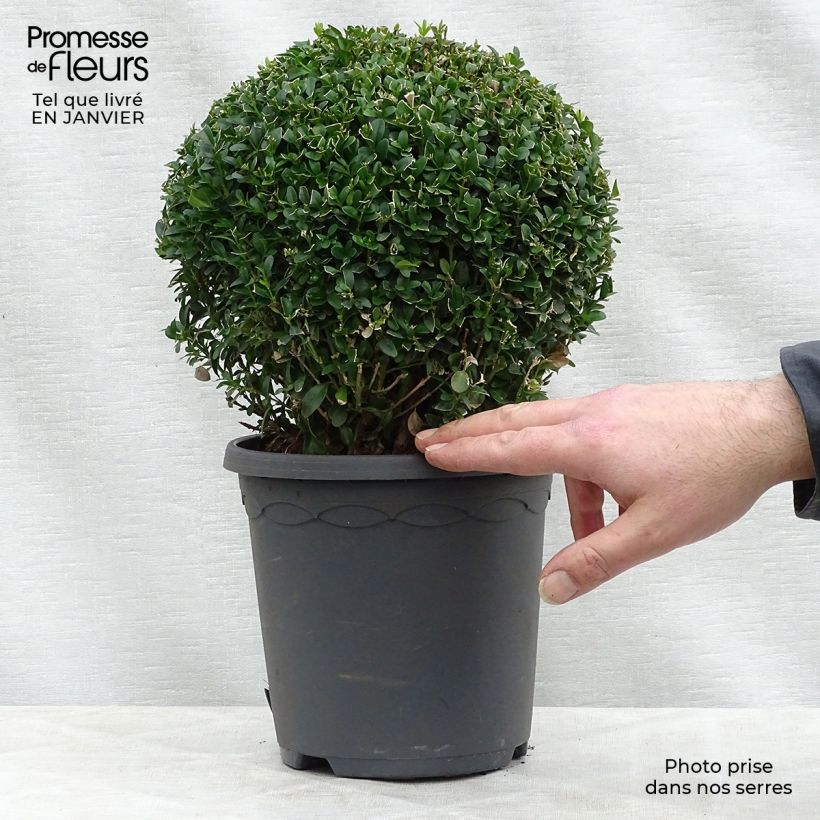 Buxus sempervirens - Boj bola enano Maceta 2L/3L Ejemplar entregado en invierno