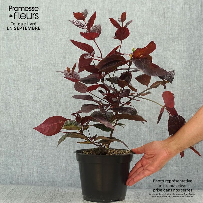 Ejemplar de Calycanthus floridus Burgundy Spice - Árbol de las anémonas Maceta 4L/5L entregado en otoño