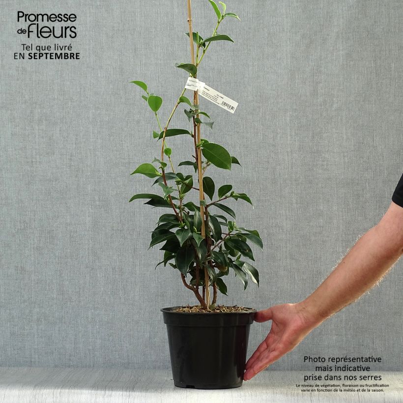 Ejemplar de Camellia sasanqua Yume - Camelia de otoño Maceta 4L/5L entregado en otoño