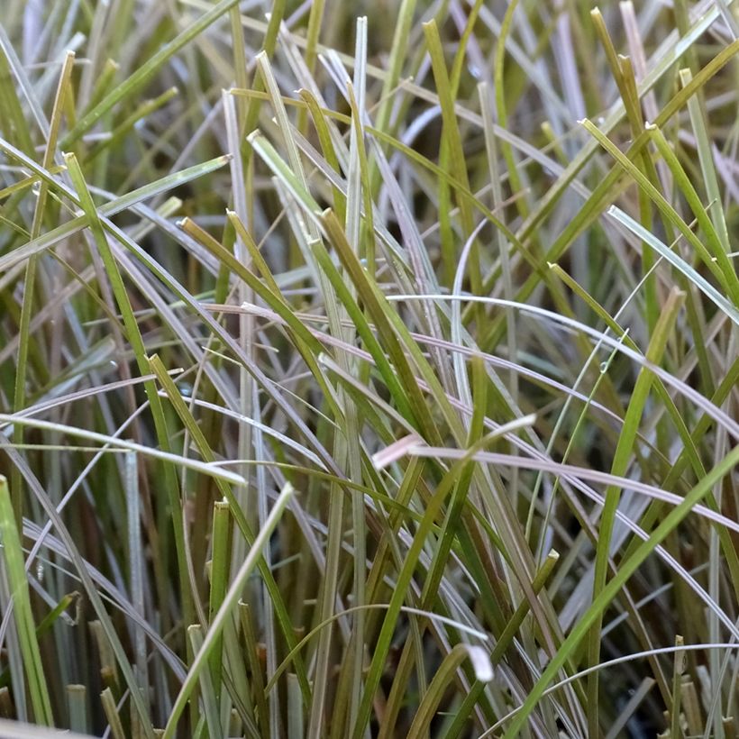 Carex flagellifera Bronzita (Follaje)