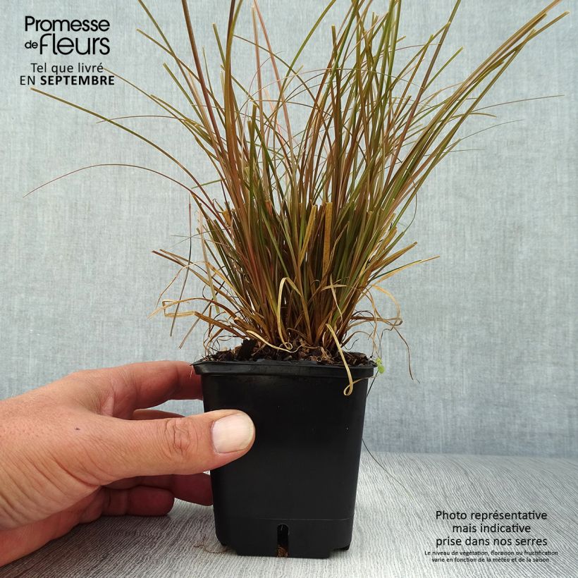 Ejemplar de Carex flagellifera Bronzita Maceta de 8/9 cm entregado en otoño