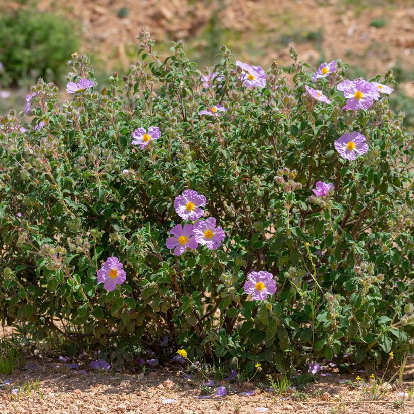 Jara blanca - Cistus albidus (Porte)