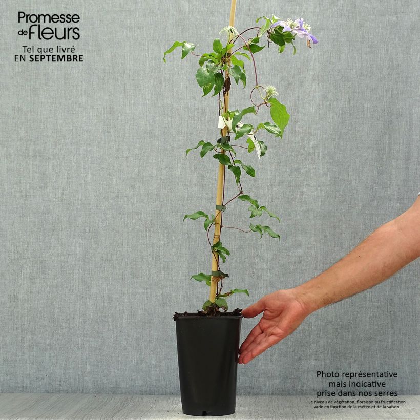 Ejemplar de Clematis Lasurstern Maceta 1,5L/2L entregado en otoño