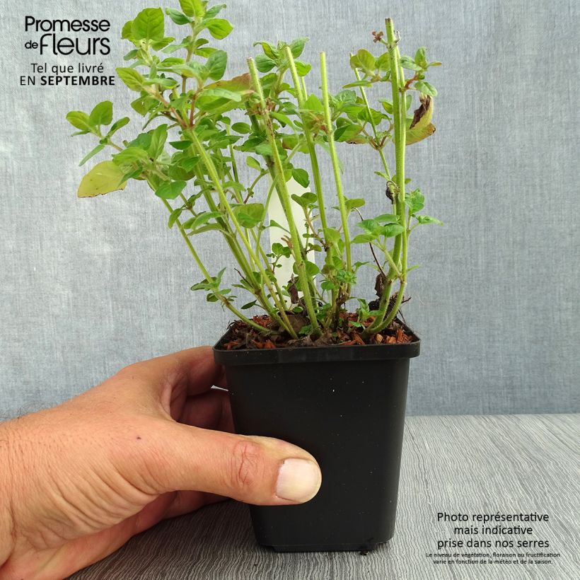 Ejemplar de Clinopodium vulgare Maceta de 8/9 cm entregado en otoño