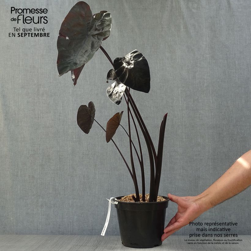 Ejemplar de Colocasia Painted Black Gecko Maceta 4L/5L entregado en otoño