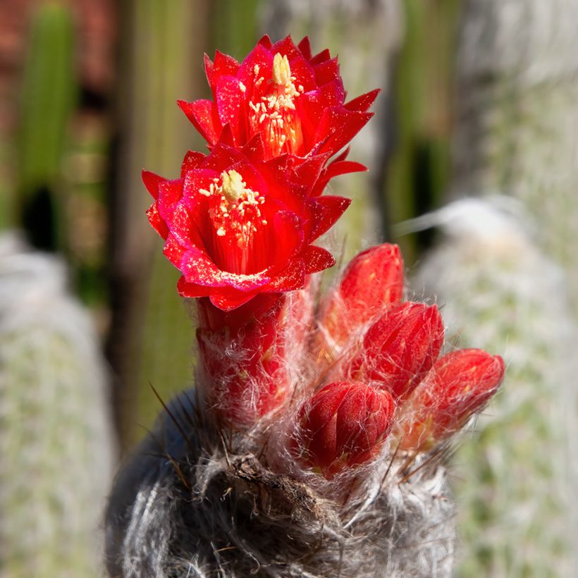 Cactus - Cleistocactus strausii (Floración)