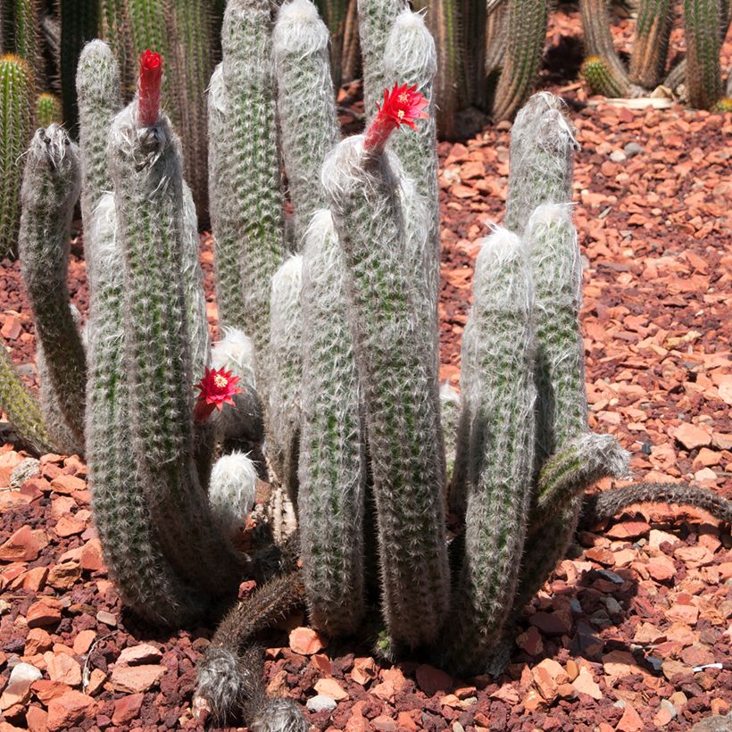 Cactus - Cleistocactus strausii (Porte)