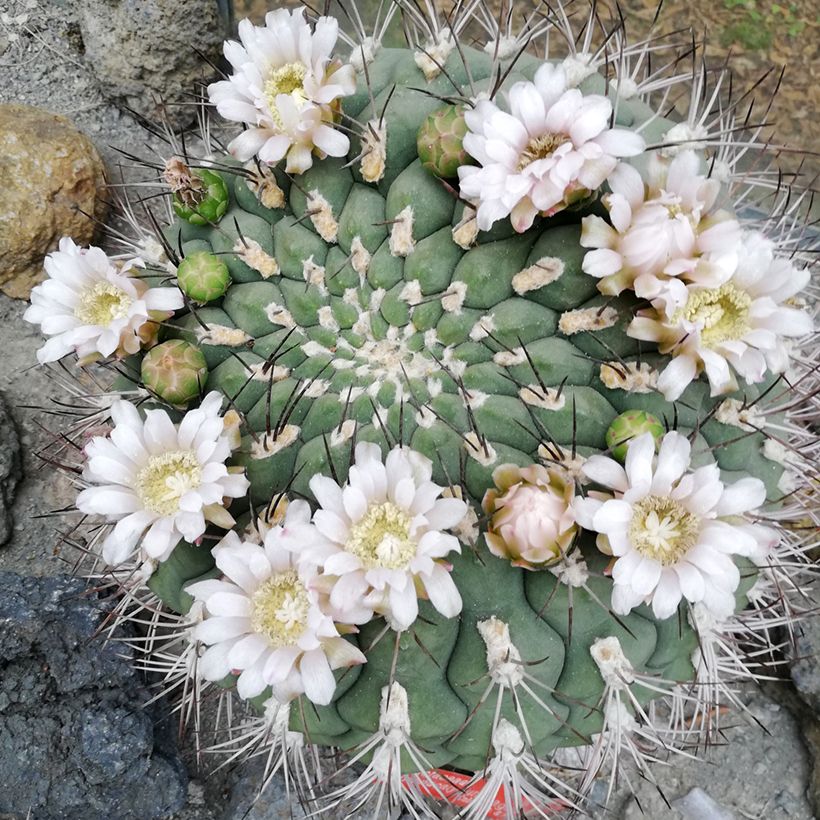 Cactus - Gymnocalycium saglionis (Floración)