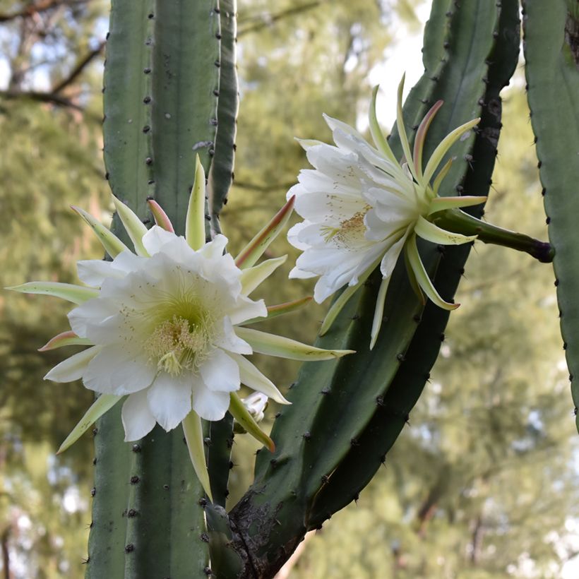 Cactus San Pedro - Trichocereus pachanoi (Floración)
