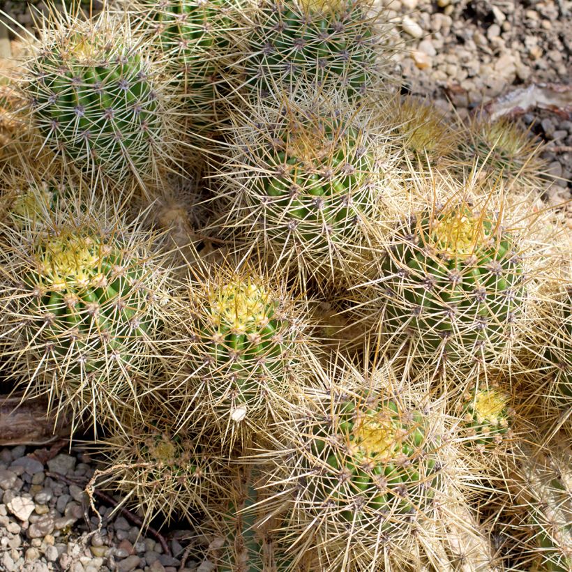 Cactus - Mammillaria baxteriana (Porte)