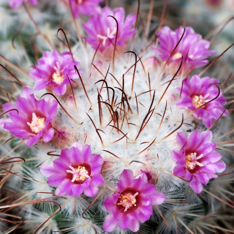Cactus - Mammillaria bombycina (Floración)