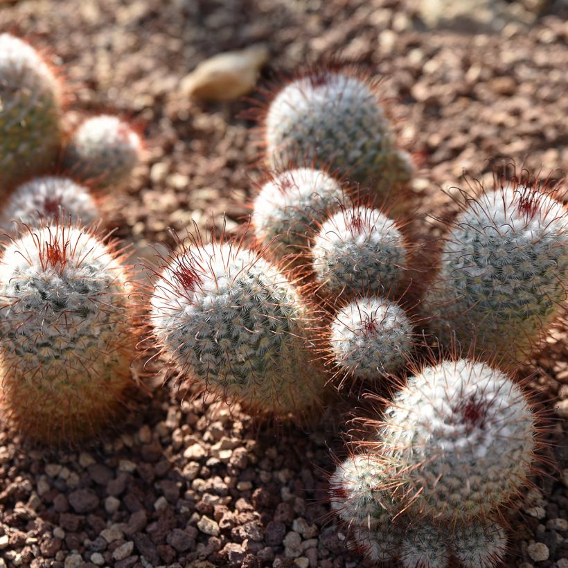 Cactus - Mammillaria bombycina (Porte)