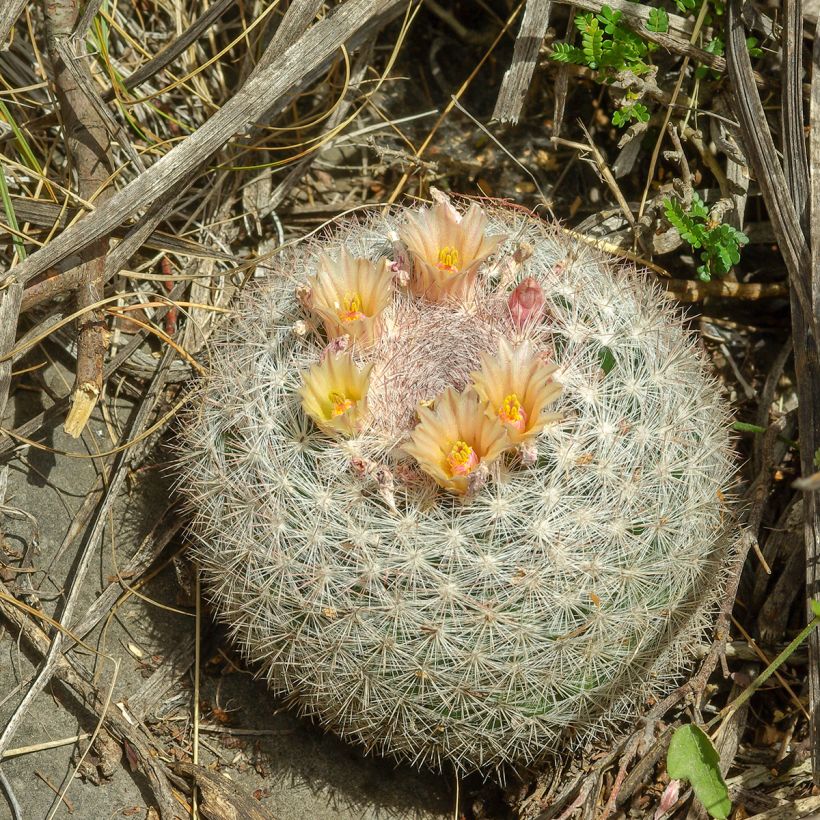 Cactus - Mammillaria candida (Porte)