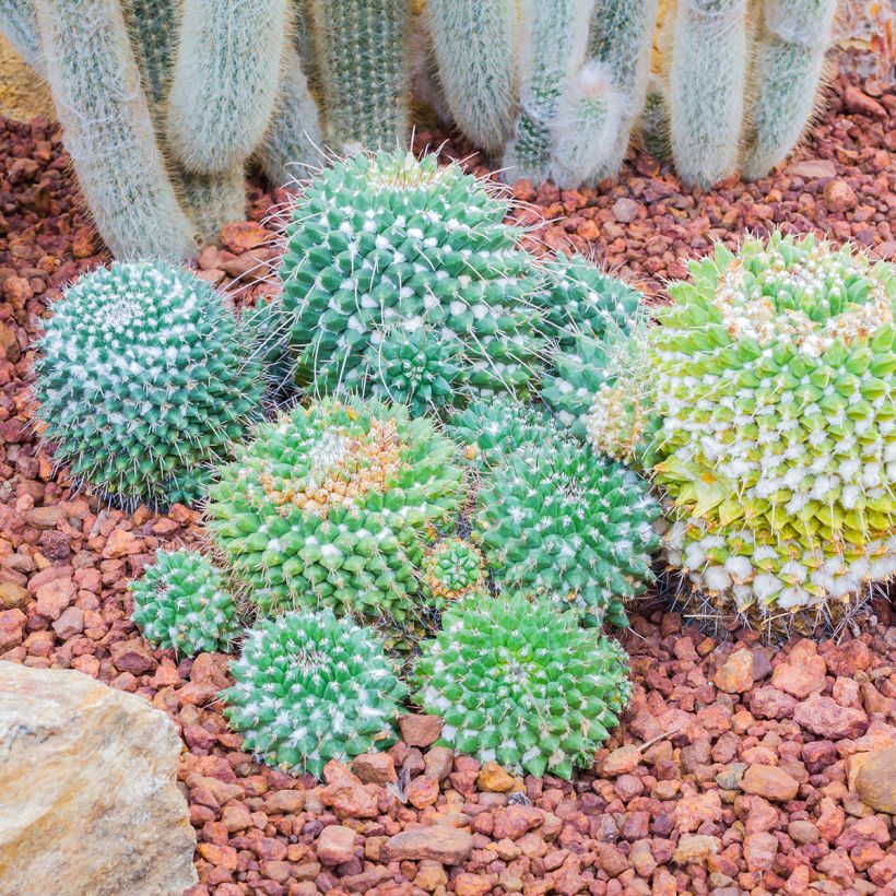Cactus - Mammillaria nejapensis Silver Arrows (Porte)