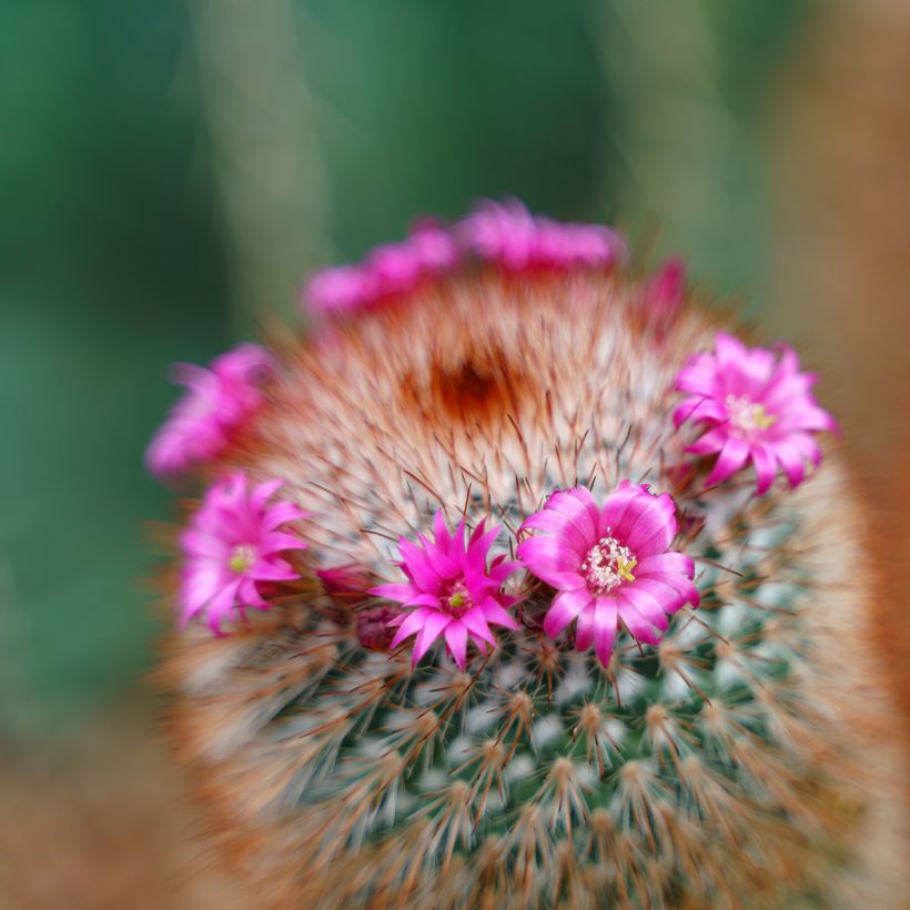 Cactus - Mammillaria spinosissima f. rubrispina  (Floración)