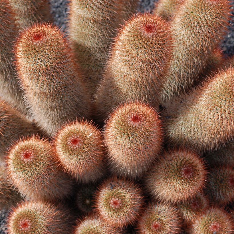 Cactus - Mammillaria spinosissima f. rubrispina  (Porte)