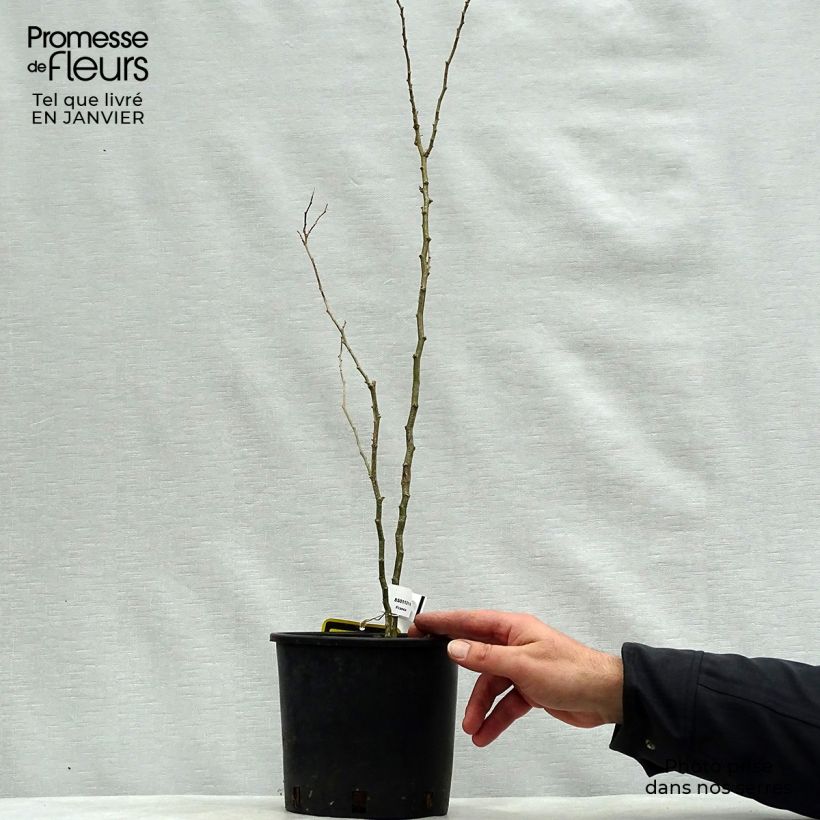 Caesalpinia gilliesii - Poinciana Maceta 2L/3L Ejemplar entregado en invierno