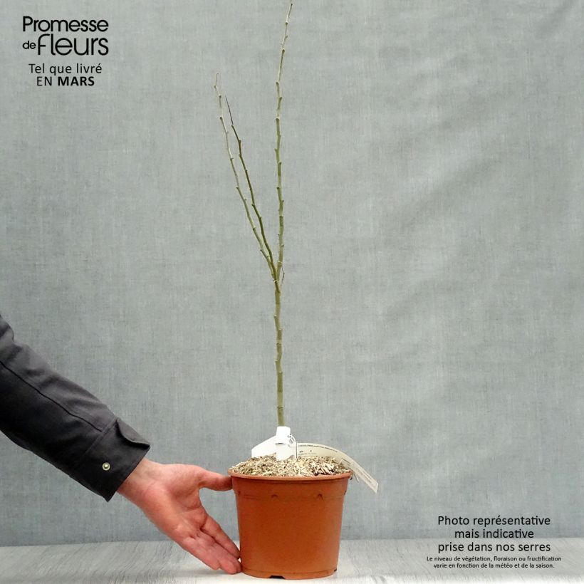 Caesalpinia gilliesii - Poinciana Maceta 2L/3L Ejemplar entregado en la primavera