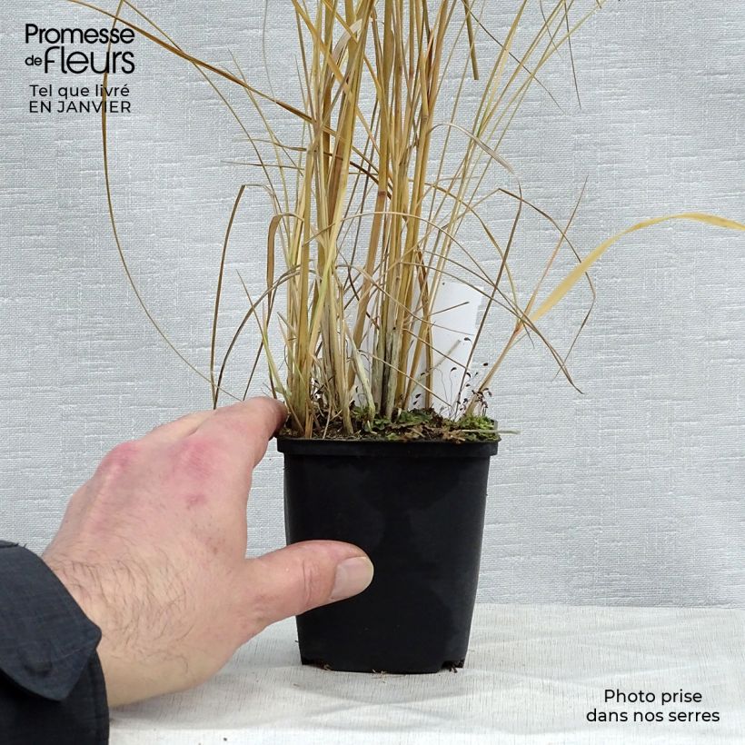 Calamagrostis acutiflora Avalanche Maceta de 8/9 cm Ejemplar entregado en invierno